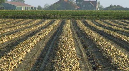 Rijen geoogste uien op het land