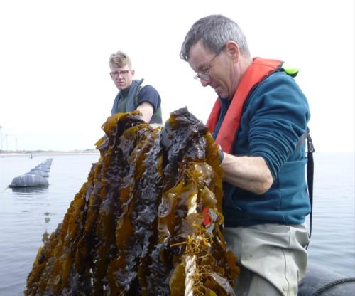 mossels aan een touw